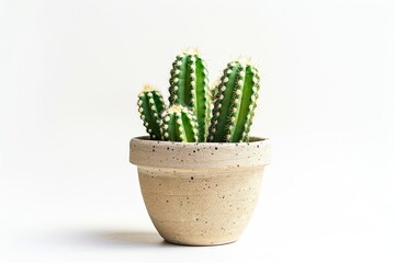  cactus in ceramic pot isolated on white background