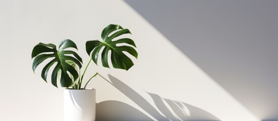 A white vase containing a lush green plant sits on a table. The plants leaves spill over the edges of the vase, adding a touch of nature to the indoor space.