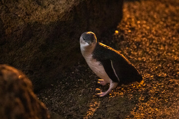 Enchanting Evening Chorus: Little Blue Penguins at St Kilda Pier