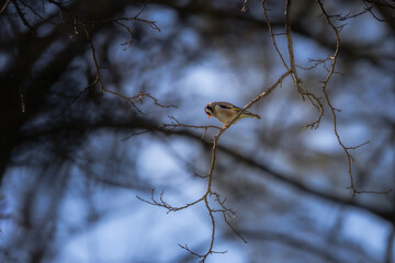 European Goldfinch perched on a tree branch in the morning light