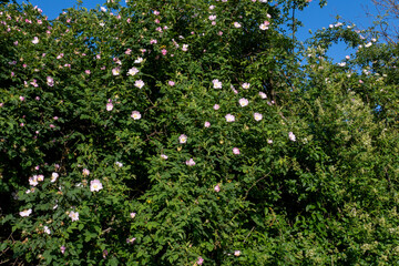 Fototapeta na wymiar Hundsrose, Rosa Canina Hecke mit rosa weiß gelb farbenen Blüten