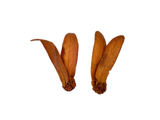 Dipterocarpus intricatus is a species of tree in the family Dipterocarpaceae.