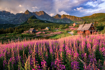 Tatra mountains landscape panorama, Poland colorful flowers and cottages in Gasienicowa valley (Hala Gasienicowa), warm summer morning and flowers in foreground