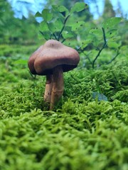 mushroom in the forest