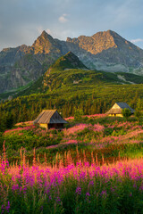 Tatra mountains vertical landscape, Poland colorful flowers and cottages in Gasienicowa valley (Hala Gasienicowa), warm summer morning with mountain peaks in the background - obrazy, fototapety, plakaty