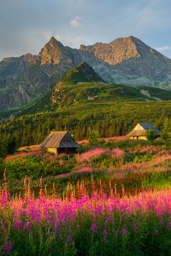 Tatra mountains vertical landscape, Poland colorful flowers and cottages in Gasienicowa valley (Hala Gasienicowa), warm summer morning with mountain peaks in the background
