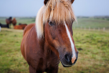 Wonderful, unique Icelandic horse, bay color, and his herd in the field in the background. Natural treasure and tourism concepts.