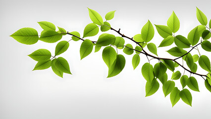 a branch with leaves on a white background.