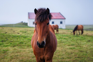 Obraz premium Wonderful, unique Icelandic horse, bay color, and his herd in the field in the background. Natural treasure and tourism concepts.