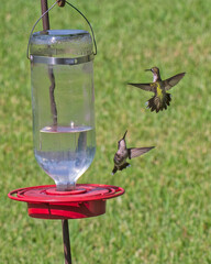 Obraz premium Sparring Juvenile Ruby Throated Hummingbirds