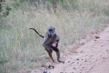 Baboon holding freshly born baby baboon that is screaming