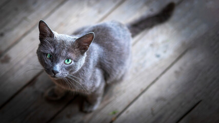 Close up image face of grey color cat with green eyes looking up to see camera.