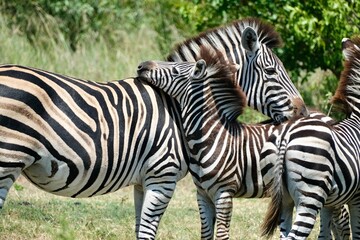 Baby zebra hugging its mama