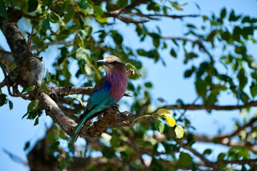 Lilac breasted roller bird sitting on a branch of a tree with lots of leaves, looking away from its body