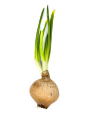 An onion, also known as the bulb onion or common onion, is a vegetable that is the most widely cultivated species of the genus Allium