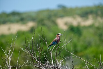 Lilac breasted roller bird sitting on a branch of a tree