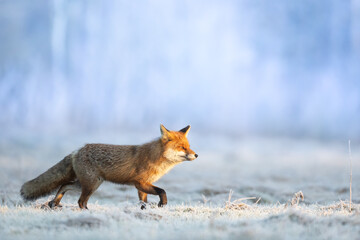 Fox Vulpes vulpes in winter scenery, Poland Europe, animal walking among frosty meadow	