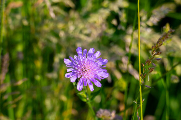 Wiesen Witwenblume, Knautia arvensis,  auf einer grünen Wiese
