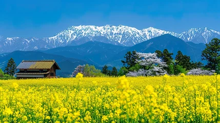 Photo sur Plexiglas Jaune In the spring, there are rapeseed flowers in front of it and snowcapped mountains behind it. Green trees grow on both sides of the field.