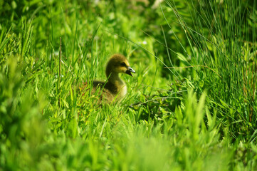 A baby goose exploring a wetland meadow in the spring