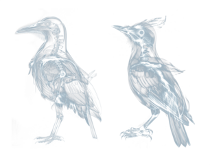 X-ray view of birds set. Isolated transparent background PNG. 
