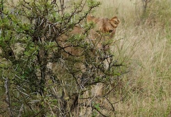 Lion hiding behind a bush, acacia tree with white torns