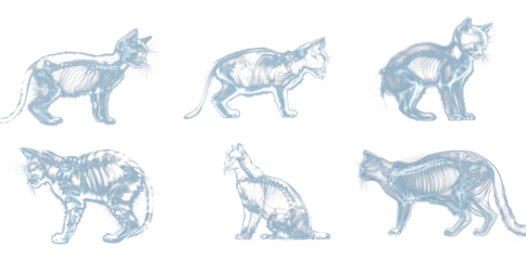 X-ray view of cats and kittens set. Isolated transparent background PNG. 