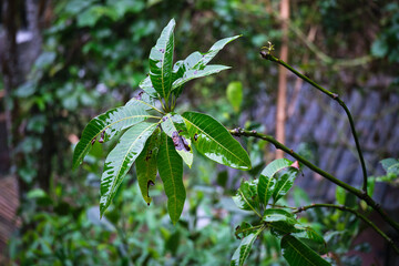 Mango Leaves Sparkling After Heavy Rain