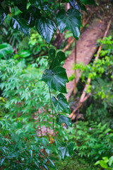Leaves Trailing Downward in Rain's Wake