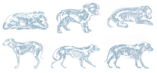 X-ray view of dogs and puppies set. Isolated transparent background PNG. 