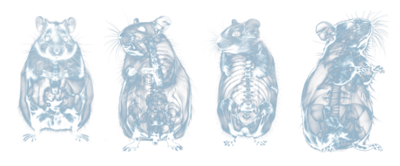 X-ray view of hamsters set. Isolated transparent background PNG. 