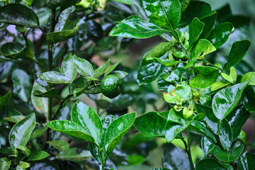 Nature's Refresh: Fresh Kaffir Lime Up Close After the Rain