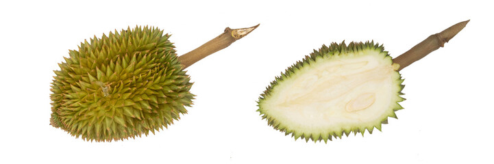 Durian  fruit long section, weak fruit (60 days) © Pakawat