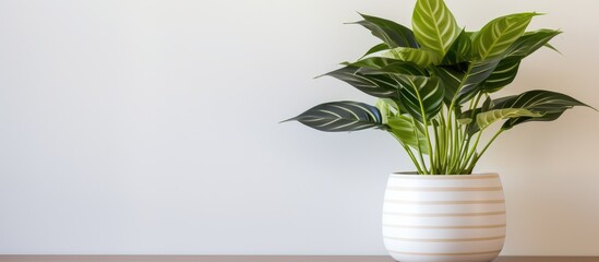 A white potted plant is placed on top of a wooden table, against a backdrop of striped wallpaper in a bedroom. The plant adds a touch of greenery to the room.