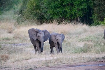 Two young elephants standing next to each other