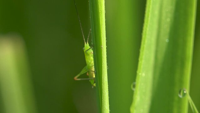 Long horned grasshopper or katydid with elongated antenna hides behind the stems of green grass among the summer meadow