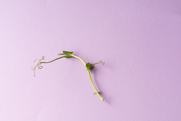 one microgreen pea sprout, soft purple background, health food