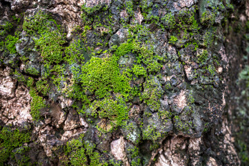 Green moss on the tree bark for natural background and wallpaper