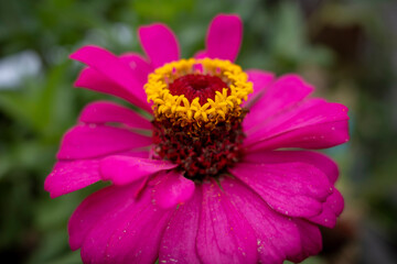 Close up of Zinnia elegans flower pistil blooming in a sunny day, shallow focus