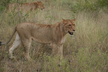 Lioness smiling with tired eyes, with young male in the back ground