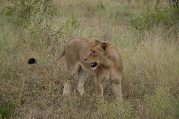 Lioness looking back while standing in the grass with tail a bit lifted and mouth open