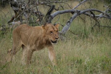 Young male lion walking in the grass smiling mouth half open, tree in the background