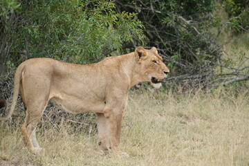 Lion standing with mouth open, full frame