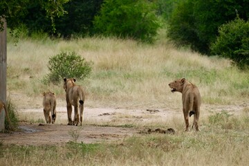 Lioness with mouth open smiling at 2 other lions of one which is a cub next to a waterhole in the grass