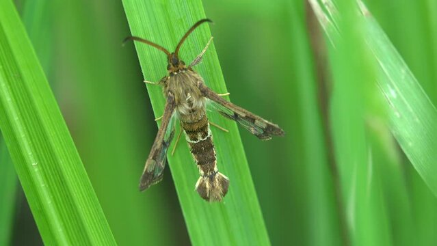 Skeletonizing Insects Skeletonizer Images – Browse 74 Stock Photos, Vectors, and Video ...
