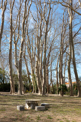 trees in the park