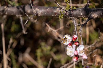 spider on a branch