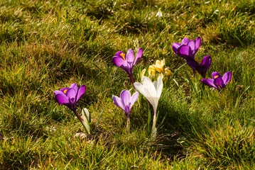 Stoff pro Meter Lila und gelbe Krokusblüte im Frühjahr © H. Rambold