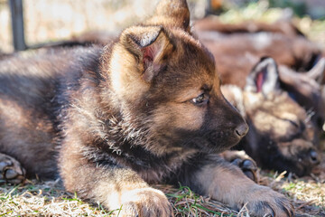 Beautiful gray and black German Shepherd puppies playing in their compound on a sunny spring day in Skaraborg Sweden
