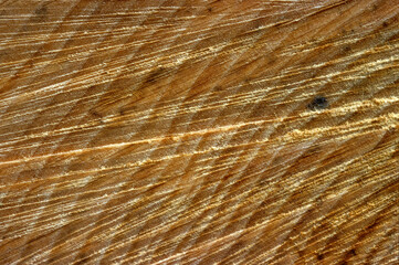 Fagus sylvatica, Hêtre, coupe